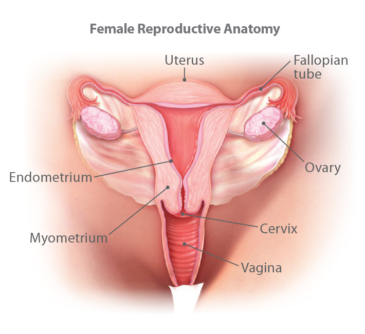 Understanding Gynecologic Cancer 1