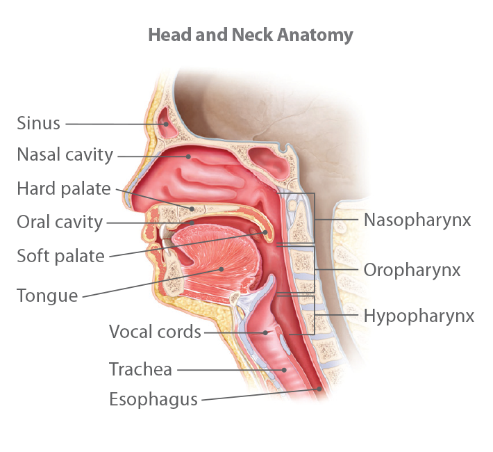 Understanding Head and Neck Cancer 1