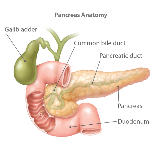 Understanding Pancreatic Cancer 1