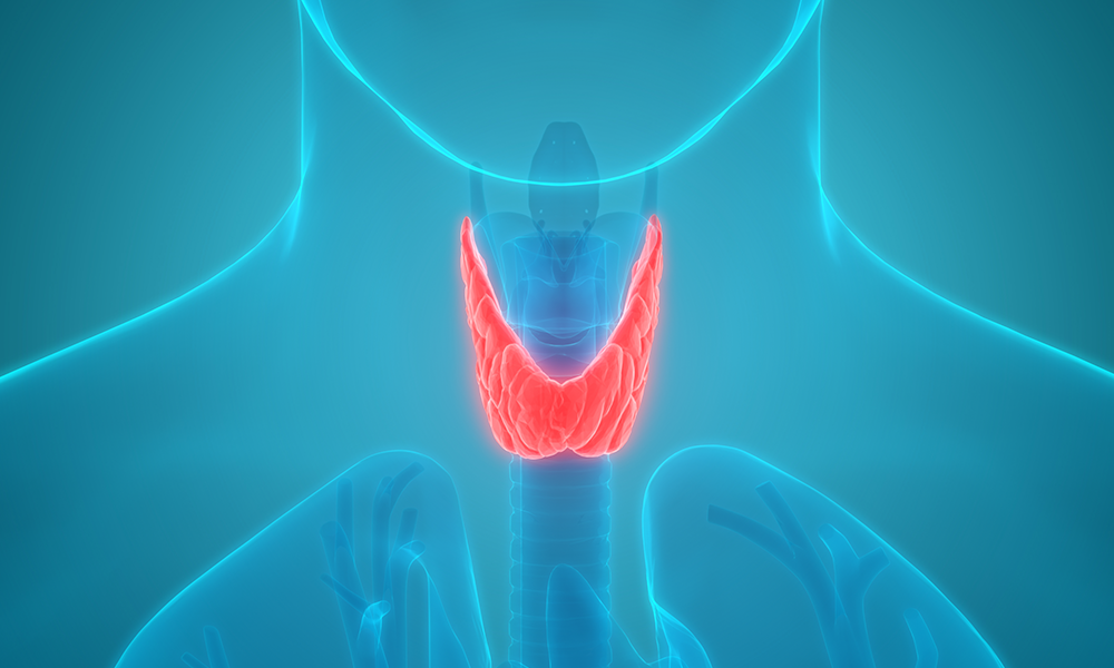 Thyroid-Organ-Illustrated-Feature-DTM