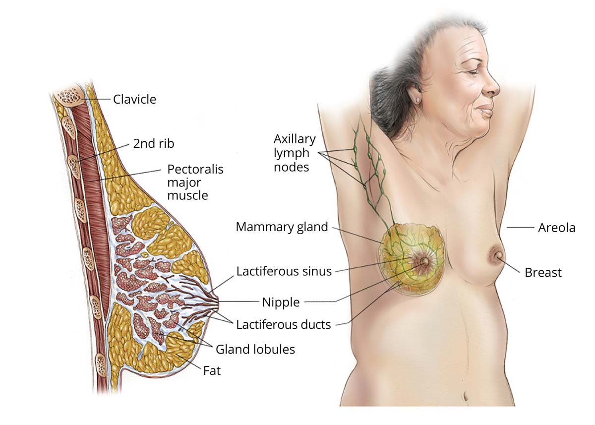 Anatomy of the breast and the structures within the breast.