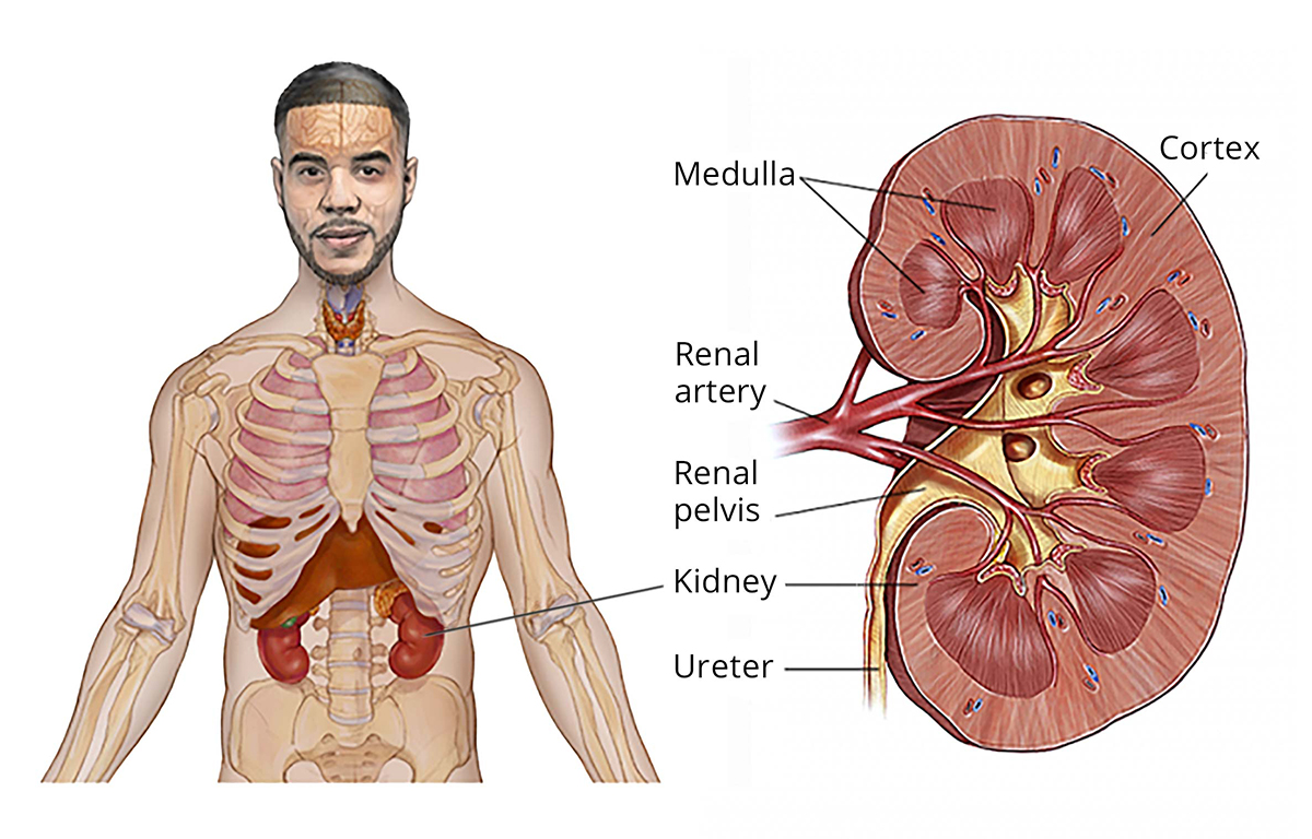 Anatomy of the kidneys and where kidneys are located in the body.