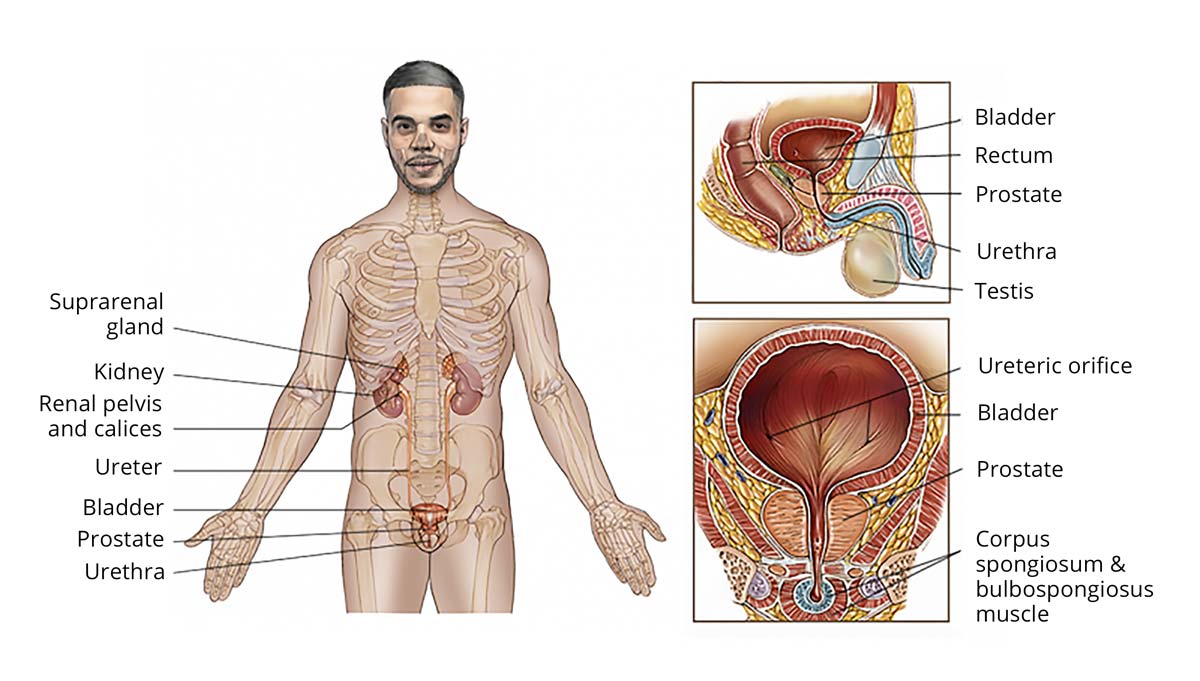 Anatomy of the prostate and where the prostate is located in the body.