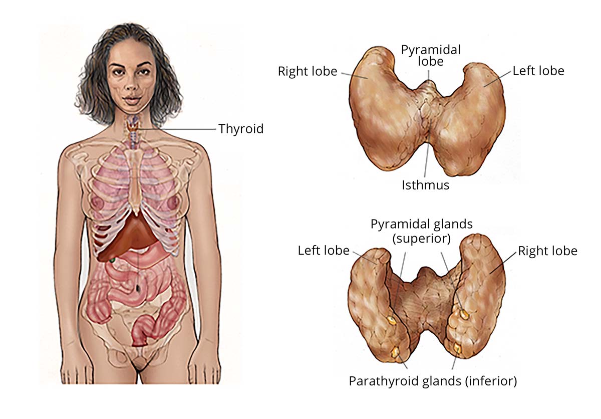 Anatomy of the thyroid and where the thyroid is located in the body.