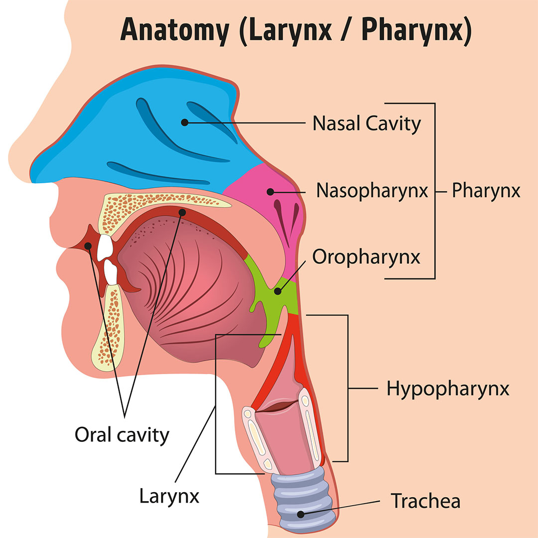 Anatomy of the larynx and pharynx