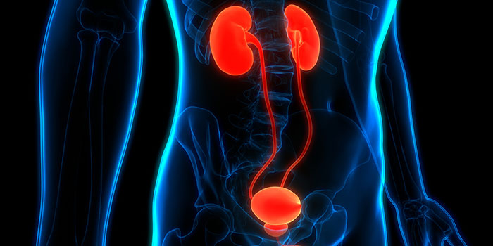 The urinary tract, including the kidneys and prostate.