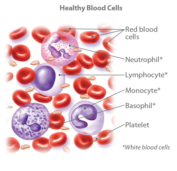 red blood cells and white blood cells