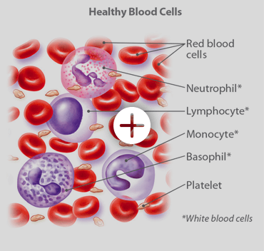 alt="Illustration of healthy blood cells; red blood cells, neutrophil, lymphocyte, monocyte, basophil, platelets and white blood cells"